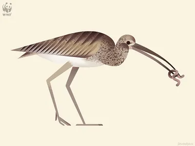 Eurasian Curlew animal bird curlew design drawing illustration minimal nature vector