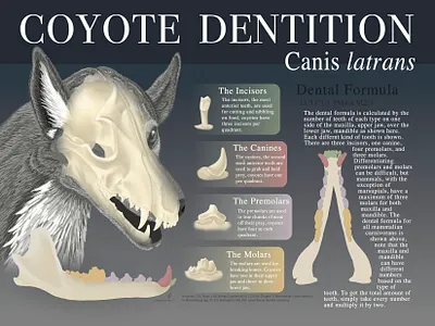 Coyote Dentition anataomy animal coyote infographic photoshop
