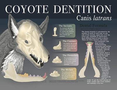 Coyote Dentition anataomy animal coyote infographic photoshop