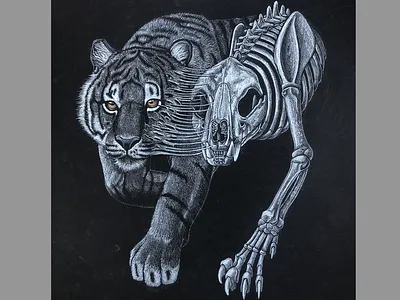 Down to Bone anatomy bone colored pencil tiger