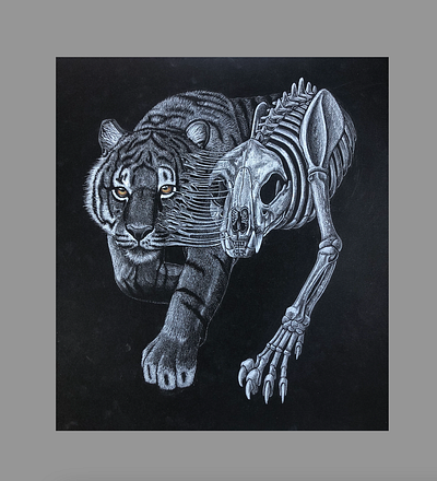 Down to Bone anatomy bone colored pencil tiger