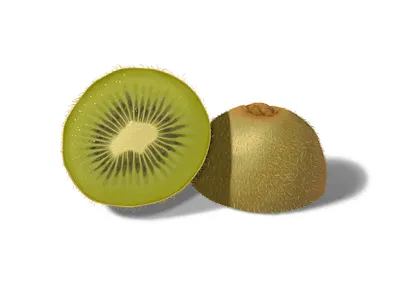Kiwi Cross Section cross section kiwi photoshop