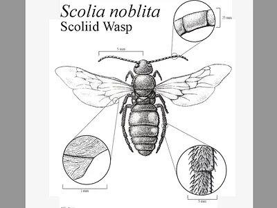 Scoliid Wasp art ink pen and ink wasp