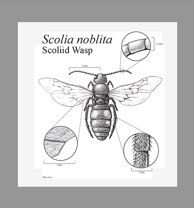 Scoliid Wasp art ink pen and ink wasp