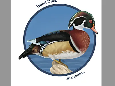 Wood Duck animal digital photoshop scientific illustration wood duck