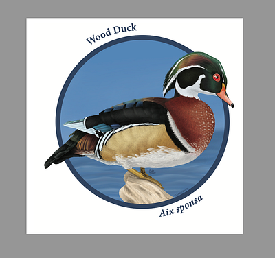 Wood Duck animal digital photoshop scientific illustration wood duck