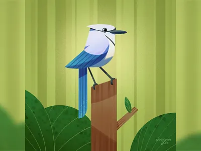 Blue Jay bird blue jay bluejay illustration procreate