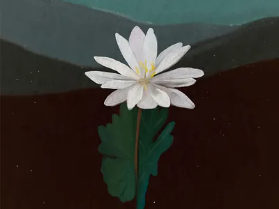 Bloodroot Illustration - Shenandoah National Park bloodroot illustration national park shenandoah