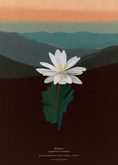 Bloodroot Illustration - Shenandoah National Park bloodroot illustration national park shenandoah