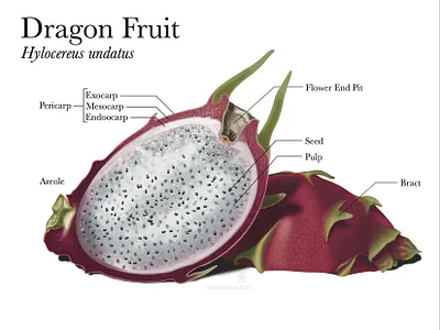 Dragon Fruit botanical design digital dragon fruit illustration photoshop