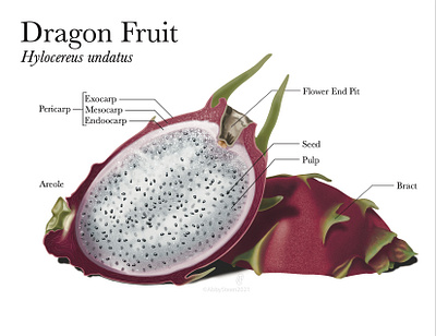 Dragon Fruit botanical design digital dragon fruit illustration photoshop