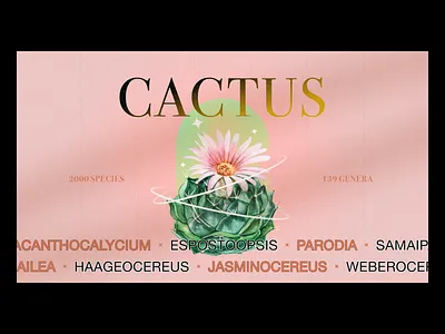 CACTUS bodoni 72 branding cactus design figma grainy graphic design helvetica neue mood noise pink product design showcase ui ui design