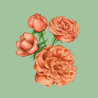 Damask Roses beautiful beauty botanical bouquet damask digital floral flower flowers hand drawn illustration illustration art illustrator painterly painting peach pink rose roses stem