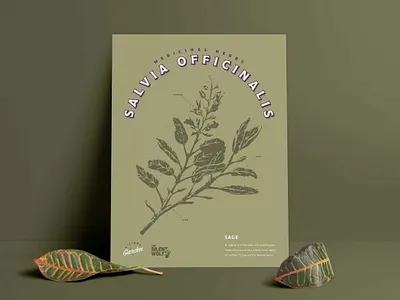 Sage Print design graphic design illustration print