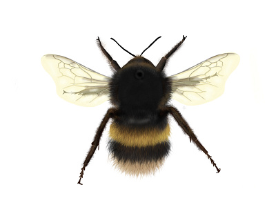 Bumblebee illustration