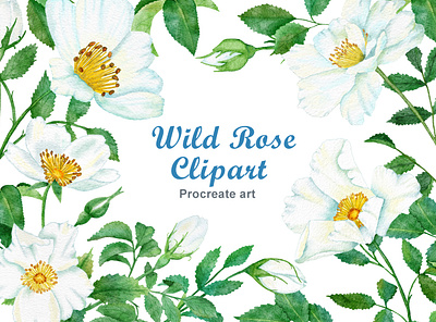 Wild rose digital watercolor branding clipart design digital digital paper floral flowers illustration procreate watercolor wedding wild rose