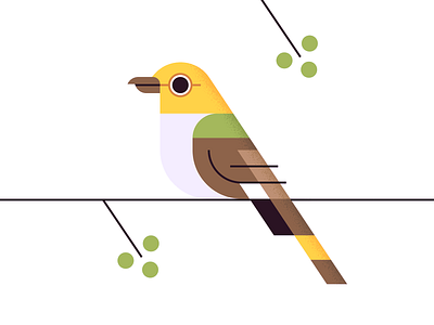 Warbler aruba bird illustration nature warbler wildlife