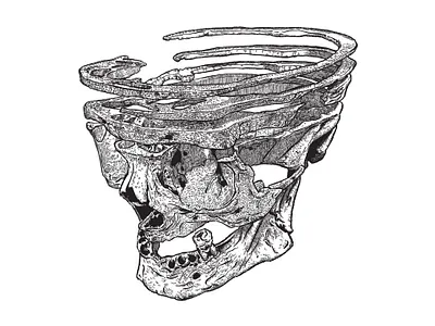 07/20/2021 - Exploded skull study blotty inker brush digital illustration digital inking exploded skull exploded view human skull ipad sketch medical demonstration skull retrosupply co skull
