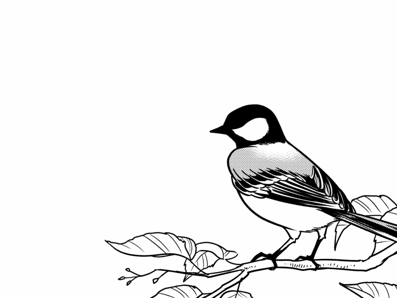 Japanese Parus Minor {gif} 2d after effects animated gif animation bird character gif motion graphics rigging shijukara