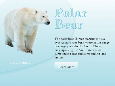 Info card 045 artic bear dailyui dailyui045 extinct extinction info card infocard mammals north pole polar bear polarbear save polar bear species ui visual design