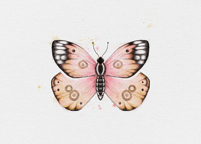 Butterfly butterfly drawing painting procreate sketch watercolor watercolour