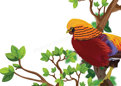Golden Pheasant ( Chrysolophus pictus ) adobe illustrator design digital illustration digitalart graphic design illustration illustrator work working space