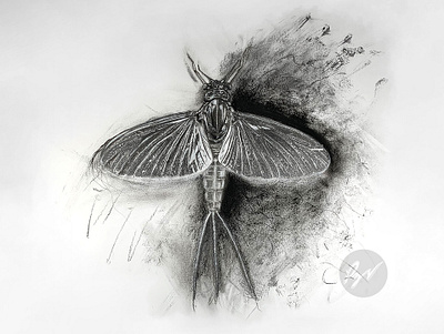 Charcoal Drawing of a mayfly aquatic art arte carboncillo charcoal charcoal drawing desenho dibujo drawing fugaz imago insect insecto larva mayfly ninfa nymph sketch subimago