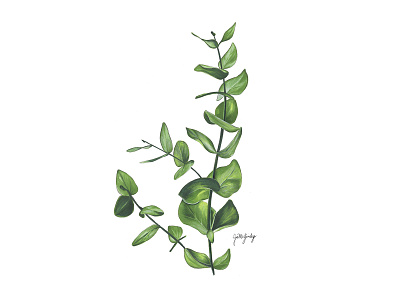 Eucalyptus Marker Drawing