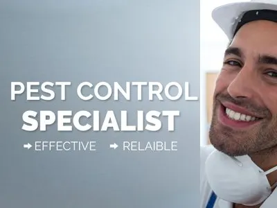 Make your house pest free zone during summer pest control pest control company dubai pest control services dubai