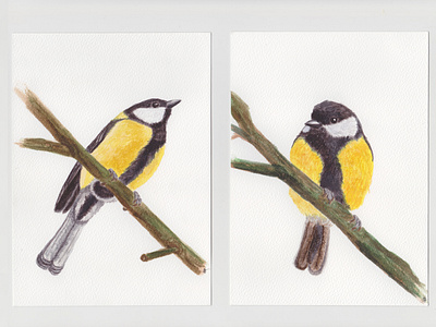 Parus major (The great tit) - watercolour animal art bird drawing handmade illustration nature painting sketch watercolour