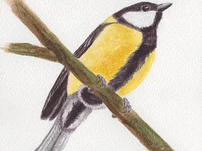 Parus major (The great tit) - watercolour II animal art bird drawing handmade illustration nature painting sketch watercolour