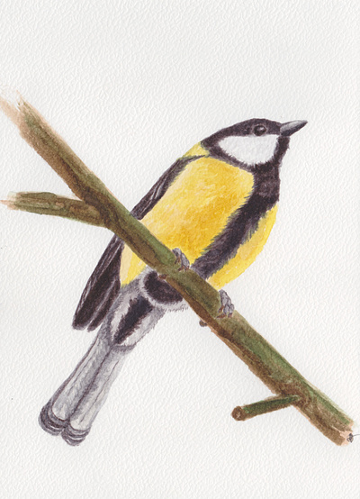 Parus major (The great tit) - watercolour II animal art bird drawing handmade illustration nature painting sketch watercolour
