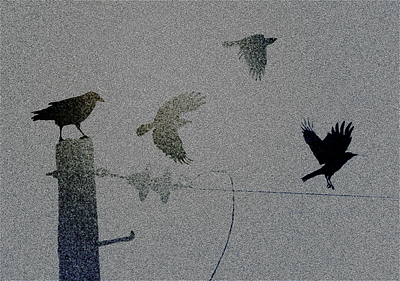 Noisy mini-murder crows illustration mini murder murder noise shunte88 vector