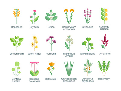 Wild flowers and herbs 2d collection eco flat design flowers greens herbs icons illustration medical nature plants set tea vector wild