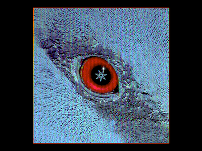 𝓕𝓪𝓷𝓖𝓵𝓪𝓷𝓬𝓮 animal design eye graphic iris minimal occult pigeon red type typography