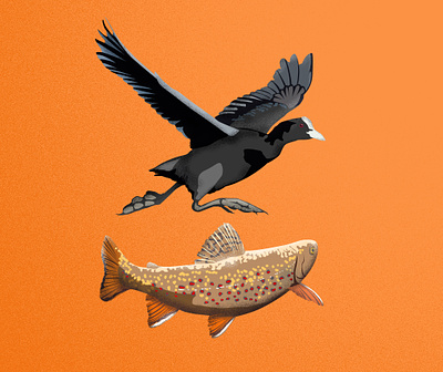 Coot & Trout coot design graphic design illustration montana trout waterfowl watershed