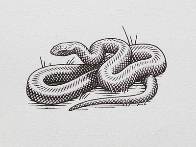 The Nature Conservancy animals editorial engraving illustration line art line work pen and ink pen drawing snake wildlife
