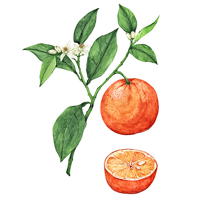 MANDARINA DULCE