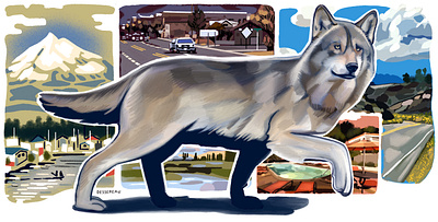 Wolf OR19 Travels Across The West Coast animal illustration editorial illustration illustration