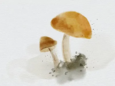 Free Realistic watercolor brushes - PS adobe photoshop branding brush brushes digital art digital paint digital painting graphic design motion graphics paint painting photoshop photoshop brush photoshop brushes realistic splash stroke texture watercolor watercolor brushes