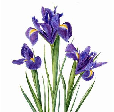 Iris botanical carolyn jenkins floral folioart illustration paiting plant realist watercolour