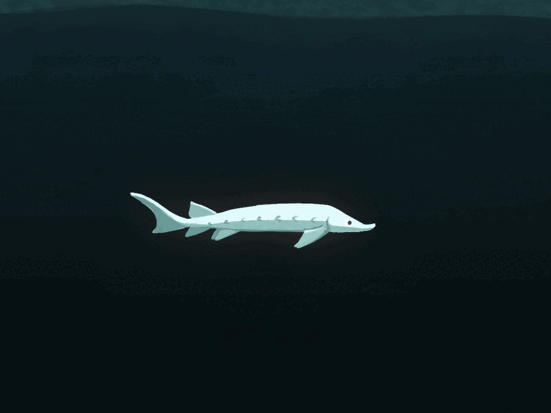 Sturgeon animated animation loop blue fish frame gif green loop ocean river sea sturgeon swim swimming under water underwater white