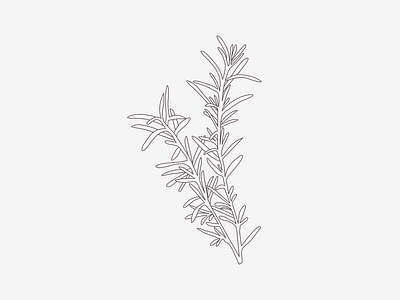 Rosemary aroma oil branding graphic design illustration plant