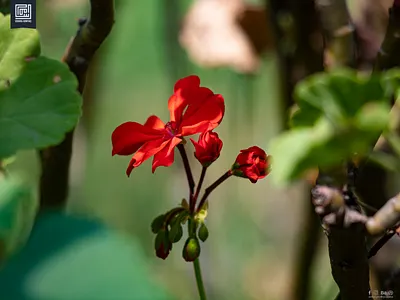 Photography: cannon photography designed by usama dslr flower photography photography usama ashfaq