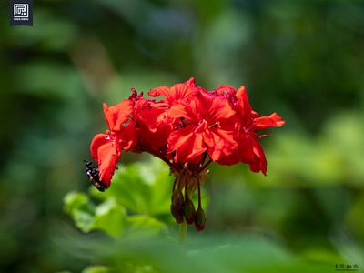 Photography: A little treat cannon photography designed by usama dslr flower photopgraphy photography usama ashfaq