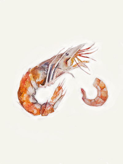 Prawn (food illustration) aquarelle book branding design food food illustration graphic design illustration packaging design vector