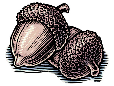 Spot Illustration for Brochure acorn acorns design element editorial illustration engraving etching illustration lisa haney magazine illustration scratchboard spot spot illustration