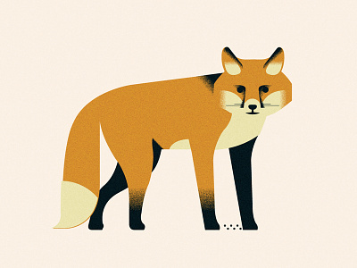 Fox (Personal '22) animals design editorial grain graphic design illustration