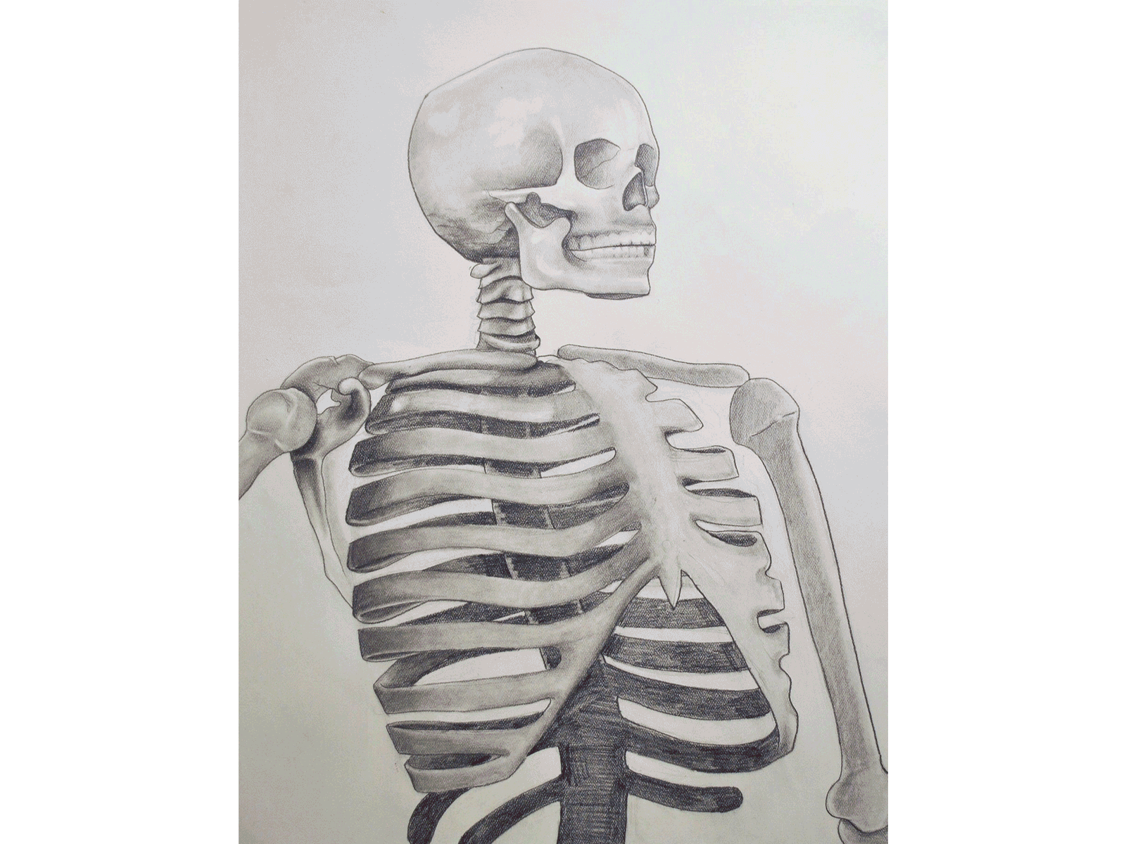 Anatomy of the Figure anatomical drawing anatomical study anatomy figure drawing figure study muscular system nude figure skeletal system