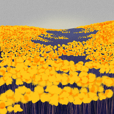 California Wildflowers illustration wildflowers